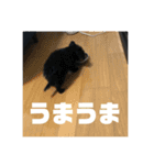 チワプーのオズ（個別スタンプ：4）