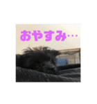 チワプーのオズ（個別スタンプ：5）
