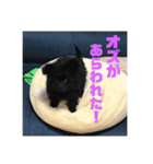 チワプーのオズ（個別スタンプ：6）
