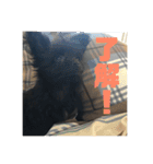 チワプーのオズ（個別スタンプ：9）