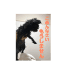 チワプーのオズ（個別スタンプ：11）