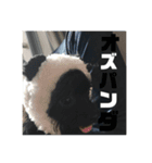 チワプーのオズ（個別スタンプ：12）