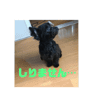 チワプーのオズ（個別スタンプ：13）