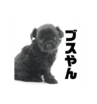 チワプーのオズ（個別スタンプ：14）