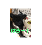 チワプーのオズ（個別スタンプ：15）