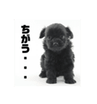 チワプーのオズ（個別スタンプ：16）