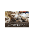 シーズーごん太とレオ（個別スタンプ：2）