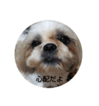 シーズーごん太とレオ（個別スタンプ：10）