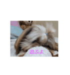 シーズーごん太とレオ（個別スタンプ：12）
