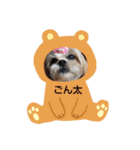 シーズーごん太とレオ（個別スタンプ：13）