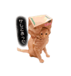 わが家のきなこ（個別スタンプ：3）