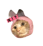わが家のきなこ（個別スタンプ：5）