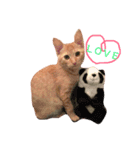 わが家のきなこ（個別スタンプ：7）