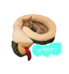 わが家のきなこ（個別スタンプ：8）