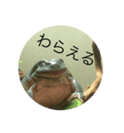 カエルのにくづめ（個別スタンプ：5）