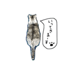 ねこねこのこのこ（個別スタンプ：1）