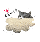 ねこねこのこのこ（個別スタンプ：2）