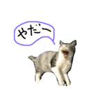 ねこねこのこのこ（個別スタンプ：3）