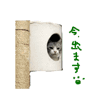 ねこねこのこのこ（個別スタンプ：4）