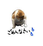 ねこねこのこのこ（個別スタンプ：5）