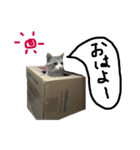 ねこねこのこのこ（個別スタンプ：6）
