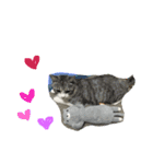 ねこねこのこのこ（個別スタンプ：7）