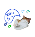 ねこねこのこのこ（個別スタンプ：8）
