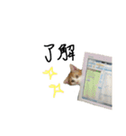 ねこねこのこのこ（個別スタンプ：11）