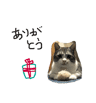 ねこねこのこのこ（個別スタンプ：12）