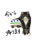 ねこねこのこのこ（個別スタンプ：13）
