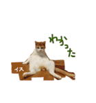 ねこねこのこのこ（個別スタンプ：16）