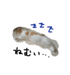 ねこねこのこのこ（個別スタンプ：17）