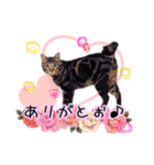 ねこねこ☆③（個別スタンプ：14）