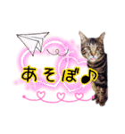 ねこねこ☆③（個別スタンプ：17）