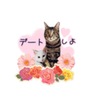 ねこねこ☆③（個別スタンプ：24）