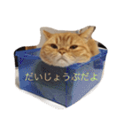 茶トラねこのちゃあ 2（個別スタンプ：1）