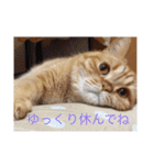 茶トラねこのちゃあ 2（個別スタンプ：2）