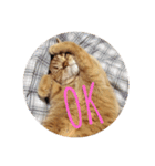 茶トラねこのちゃあ 2（個別スタンプ：3）