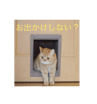 茶トラねこのちゃあ 2（個別スタンプ：4）