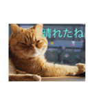 茶トラねこのちゃあ 2（個別スタンプ：5）