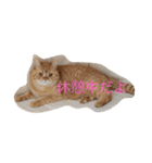 茶トラねこのちゃあ 2（個別スタンプ：6）