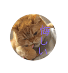 茶トラねこのちゃあ 2（個別スタンプ：8）