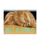 茶トラねこのちゃあ 2（個別スタンプ：10）