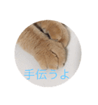 茶トラねこのちゃあ 2（個別スタンプ：11）