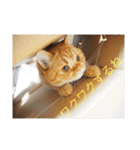 茶トラねこのちゃあ 2（個別スタンプ：12）
