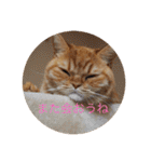 茶トラねこのちゃあ 2（個別スタンプ：13）