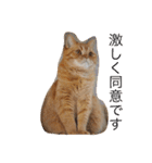 茶トラねこのちゃあ 2（個別スタンプ：14）