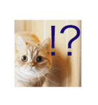 茶トラねこのちゃあ 2（個別スタンプ：15）