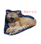 茶トラねこのちゃあ 2（個別スタンプ：16）