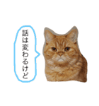 茶トラねこのちゃあ 2（個別スタンプ：17）